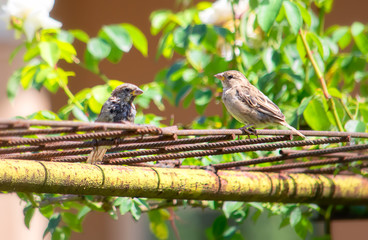 Young sparrows sitting on old rusty bars