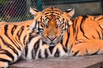 The little tiger is sleeping on another tiger.