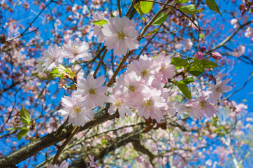 Pink cherry blossom, Flowers on sakura branch in springtime with blurred background. Photo taken in Vasteras, Sweden