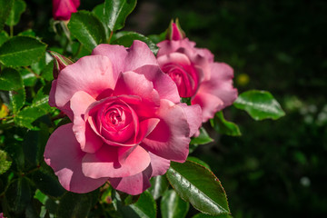Beautiful pink rose on the rose garden in summer in a garden.