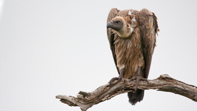 Vultures