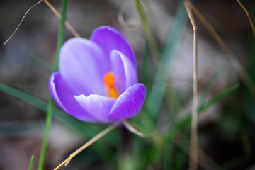 Purple crocus on a blurred background