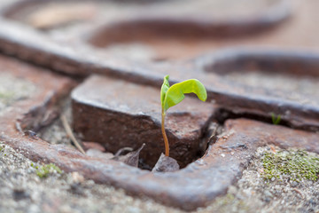 Green plant growing in a metal manhole.