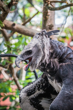 Harpy Eagle (Harpia Harpyja)