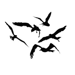 Set of Black birds illustration