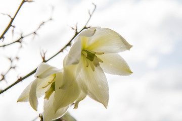 Yucca plant flowers in close up, seen upwards against the sky