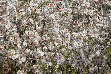 Cherry blossoms on a tree in Morocco