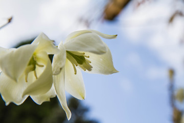 Yucca plant flowers in close up, seen upwards against the sky