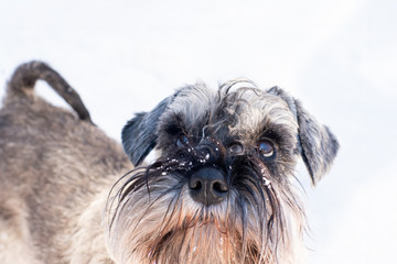 Close-up of a miniature schnauzer dog in the snow, snow-covered dog, looking, asking, bearded dog, beggar