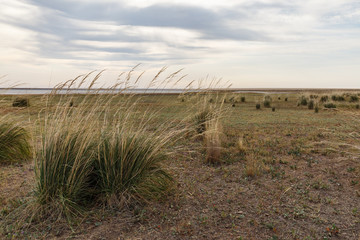 Fototapeta na wymiar Grass grows on the lake. large hummocks of grass on the shores of a salt lake in the Kazakhstan steppe