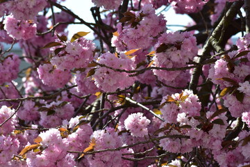 Kirschblüten