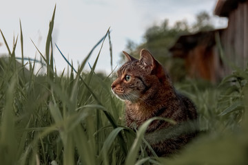 Small striped tabby cat walks near the house in the grass in the meadow closeup portrait