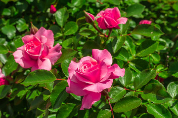 Beautiful pink rose on the rose garden in summer in a garden.