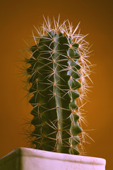 Beautiful cactus with thorns. Homemade cactus in a pot