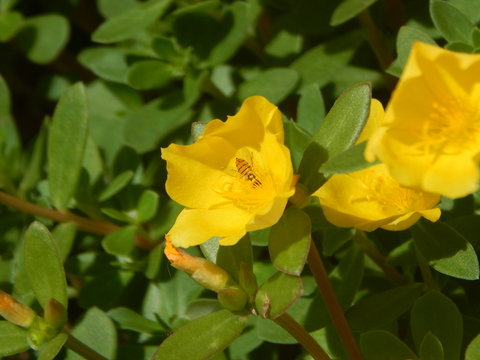 Flor