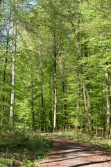 Naklejka premium Wald, Bäume, Naturfotografie