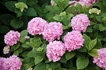 Hydrangea flowers garden. Pink bushes blossom in spring and summer in town street.