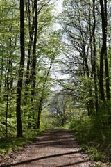 Wald, Bäume, Naturfotografie