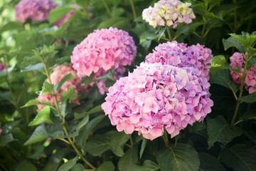 Hydrangea flowers garden. Pink, lilac, violet, purple bushes blossom in spring and summer in town street. Close up