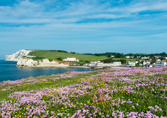flowers on the coast at Freshwater Bay, Isle of Wight