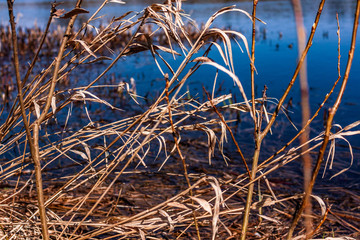 Fototapeta premium reeds in the wind