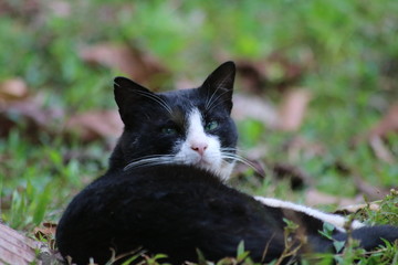 black and white cat