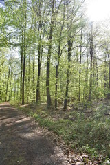Wald, Bäume, Naturfotografie