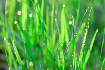 green fresh grass dew drops photo for abstract background. selective focus macro bokeh