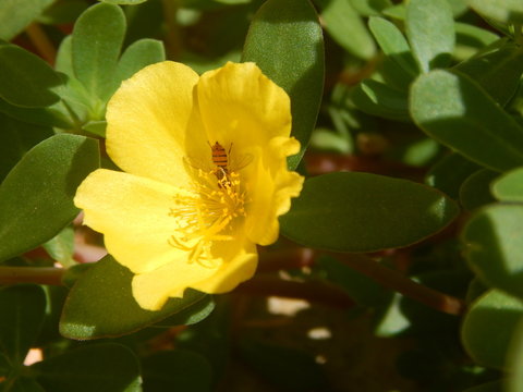 Flor