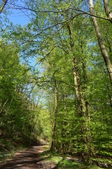 Wald, Bäume, Naturfotografie