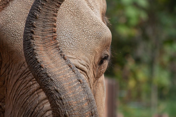 African elephant close up with trunk raised and interesting skin texture