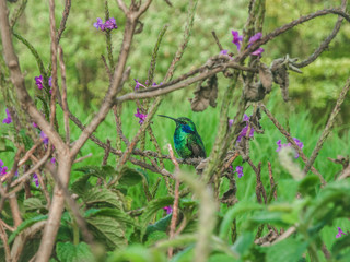 Violetear Hummingbird in Costa Rica
