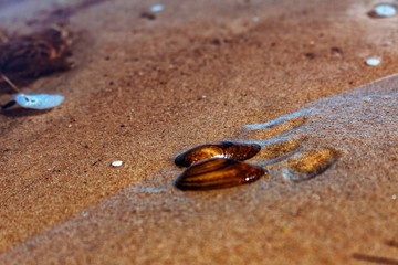 Fototapeta na wymiar shell and sand