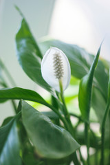 White flower of house plant. Blossom of spathiphyllum