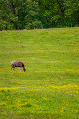 Single horse grazing in a meadow with yellow wildflowers