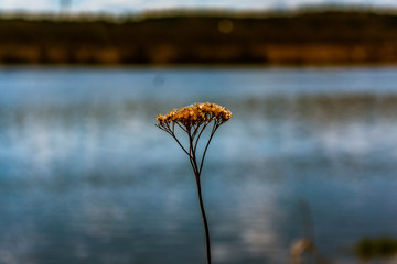 yellow flower on the lake