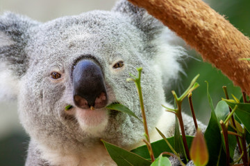 Koala chewing a leaf and looking directly into the camera. Portrait style.