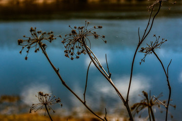 branches by the water