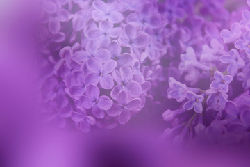 Obraz premium Abstract lilac flower background stock images. Floral abstract pastel background. Spring background concept. Spring purple flowers on a purple background. Light lilac background with copy space