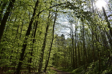 Obraz premium Wald, Bäume, Naturfotografie