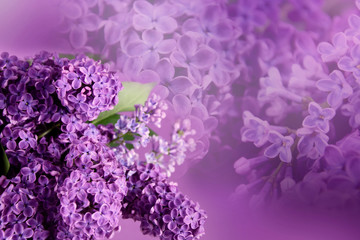 Abstract lilac flower background stock images. Floral abstract pastel background. Spring background concept. Spring purple flowers on a purple background. Light lilac background with copy space - Powered by Adobe