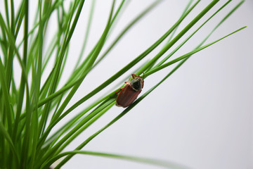 Beetle, a family pest of plants. Black body: red-brown ears, fluffy white hairs, cartilage, May beetle,
