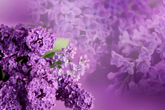 Abstract lilac flower background stock images. Floral abstract pastel background. Spring background concept. Spring purple flowers on a purple background. Light lilac background with copy space