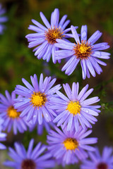 Blue aster flowers.