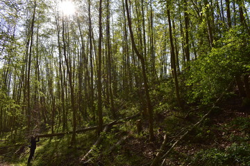 Wald, Bäume, Naturfotografie