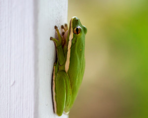Green tree frog clinging to a white fence post with negative space for copy