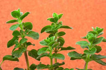 Fresh green oregano herb plant 