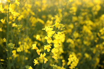 blooming green fields with bright rapeseed flowers, blue sky, natural landscape, concept of beauty of nature, ecology, environment, agricultural, background for designer