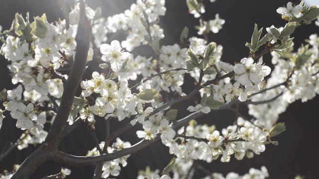 Blossoming cherry tree in the beautiful gentle sunlight on the dark background