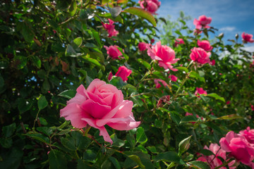 Beautiful pink roses on the rose garden in summer with blu sky in background.